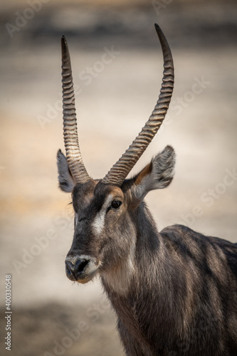 Close-up of male common waterbuck facing left © Nick Dale