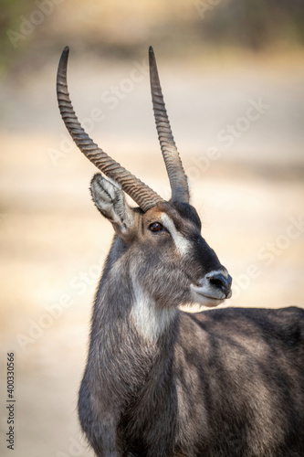 Close-up of male common waterbuck with catchlight