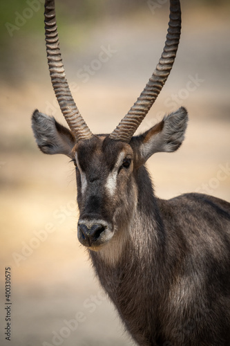 Close-up of male common waterbuck watching camera © Nick Dale