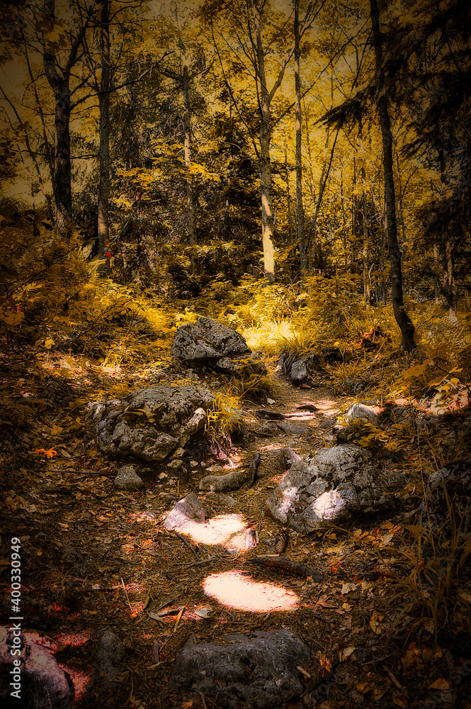 im goldenen Wald im goldenen Wald