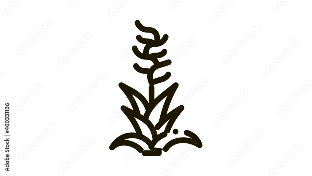 exotic flower Icon Animation. black exotic flower animated icon on white background exotic flower Icon Animation. black exotic flower animated icon on white background