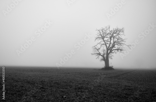 Single tree in a field and strong fog in creepy landscape