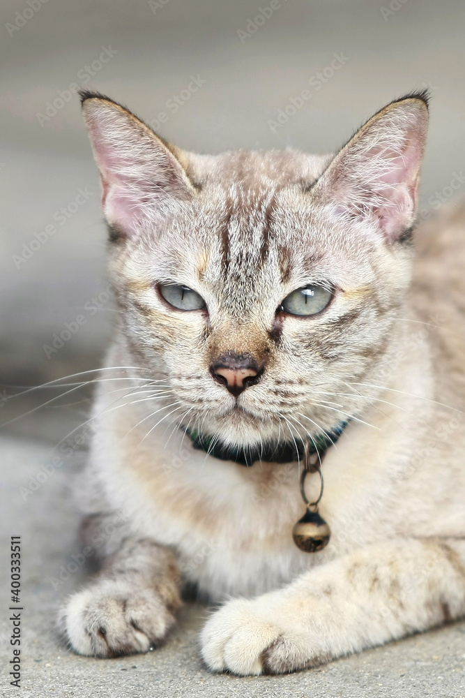 Lovely gray cat face portrait , close up