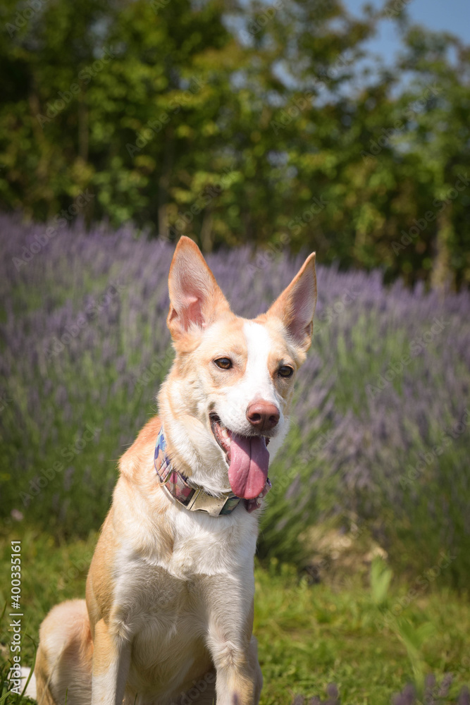 yellow mix breed dog is sitting in levander. She is so funny dog. yellow mix breed dog is sitting in levander. She is so funny dog.