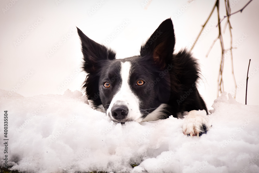 Border collie is lying on trunk in snow. She look like fox on hunt.