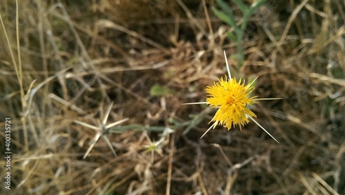 dandelion on a grass