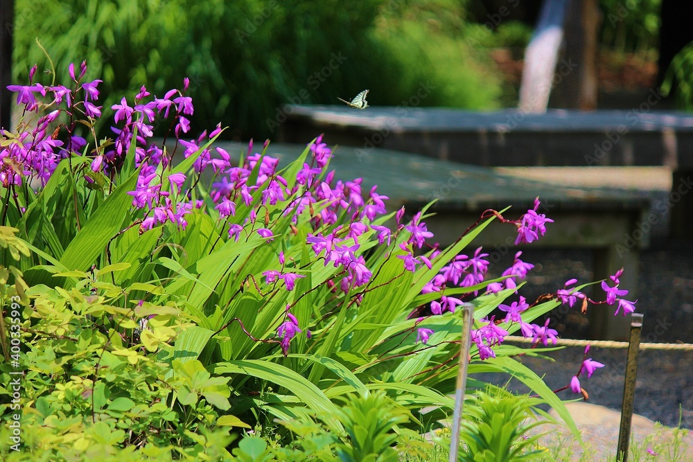 Obraz premium シラン 向島百花園