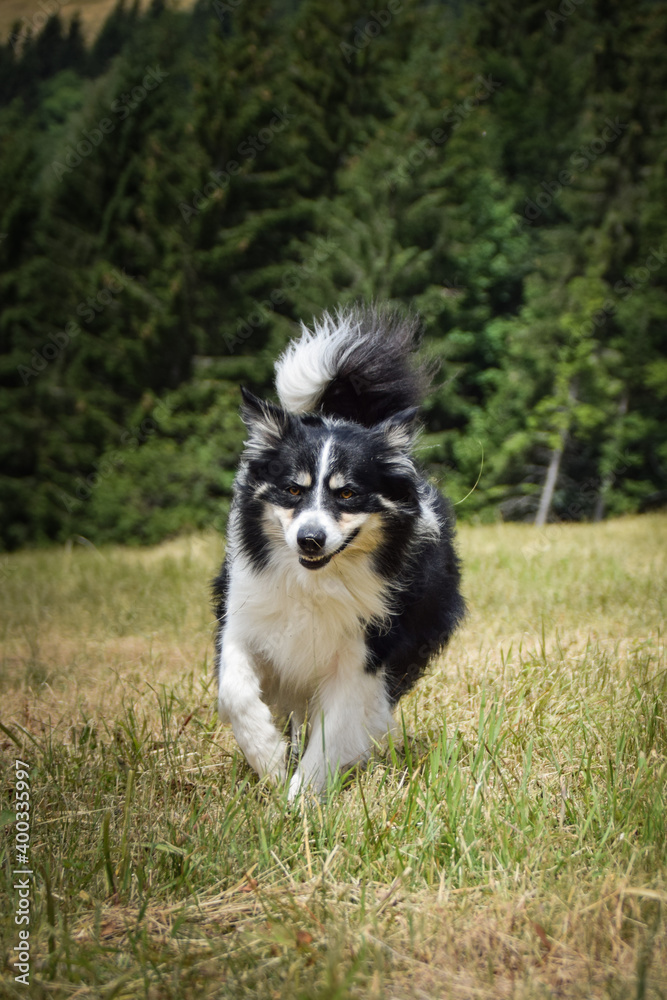 border collie is running in the field in the nature, in mountain in czech republic. She is very happy. border collie is running in the field in the nature, in mountain in czech republic. She is very happy.
