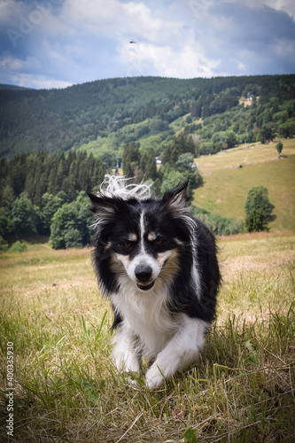 Border collie is running on the road. He is on trip in mountain Krkonose