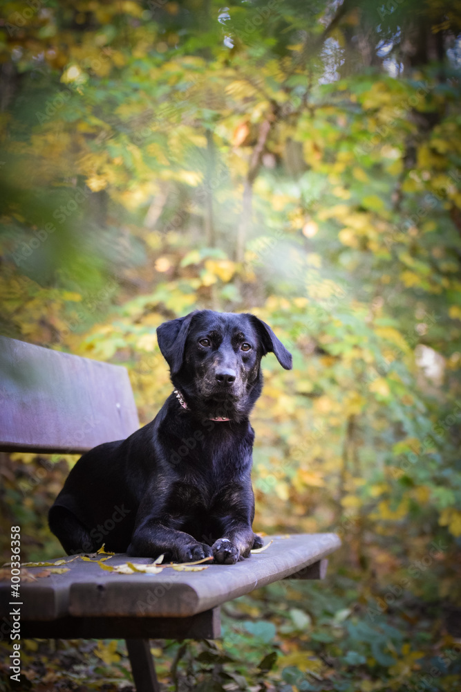 Portrait of black dog who is lying on bench in autumn nature. Amazing autumn atmosphere in Prague. Portrait of black dog who is lying on bench in autumn nature. Amazing autumn atmosphere in Prague.