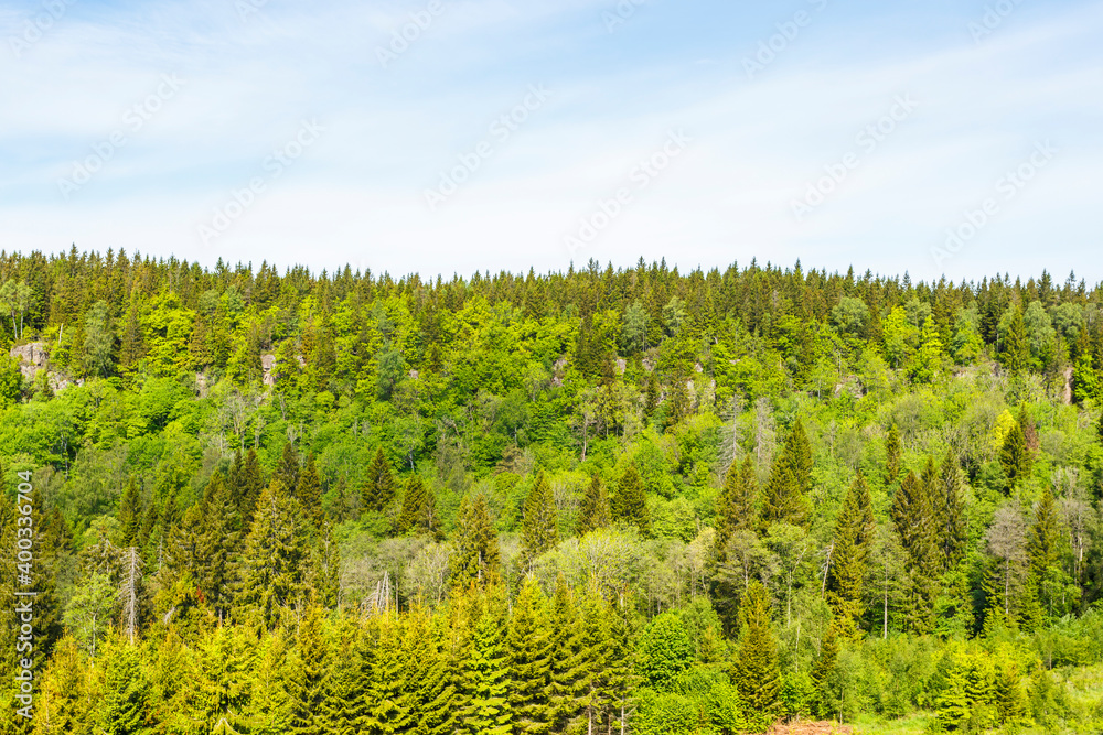 Naklejka premium Lush green Woodland on a mountain side