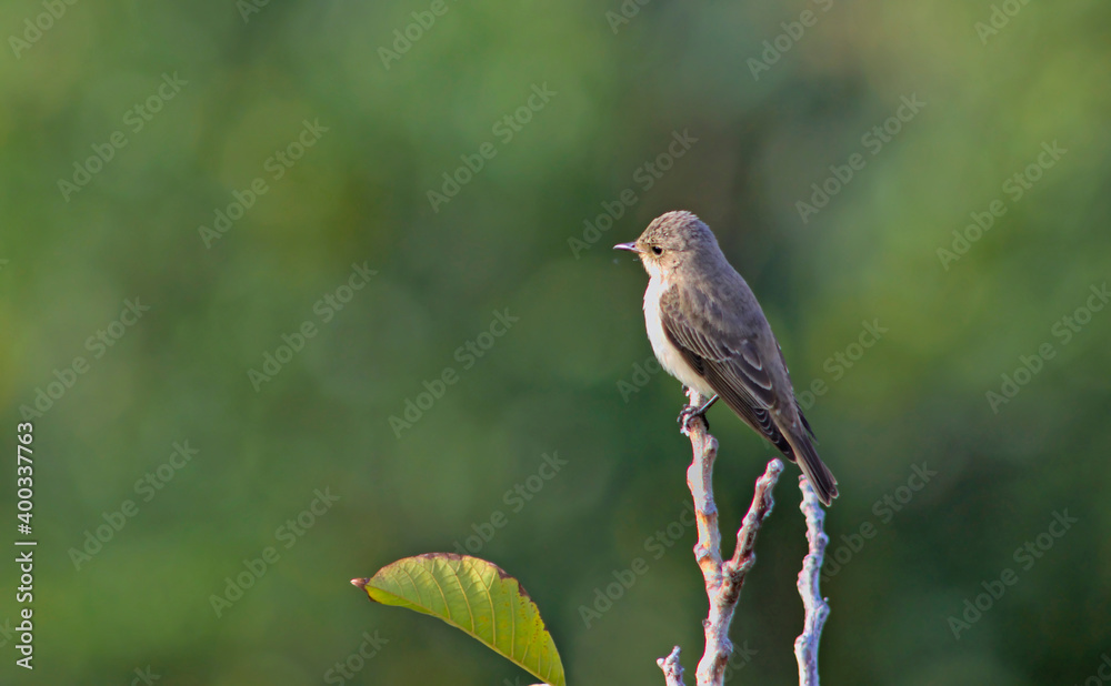Spotted flycatcher (Muscicapa striata), Crete, Greece Spotted flycatcher (Muscicapa striata), Crete, Greece