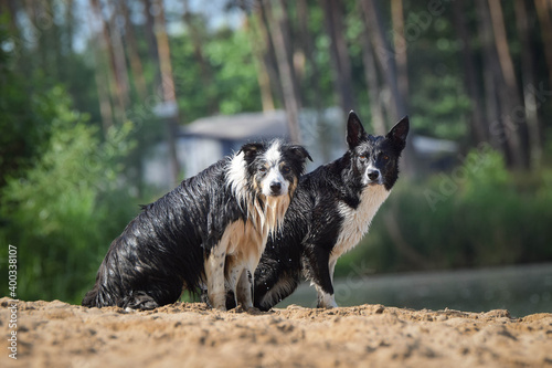 Fototapeta Naklejka Na Ścianę i Meble -  two tricolor border collies are sitting wet on the sand. She is really good swimmer.