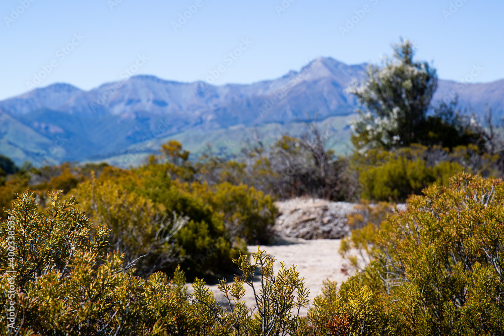 bushes in front of a mountain range