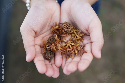 High angle view of kid's hands holding dried flowers and acorn at the park.