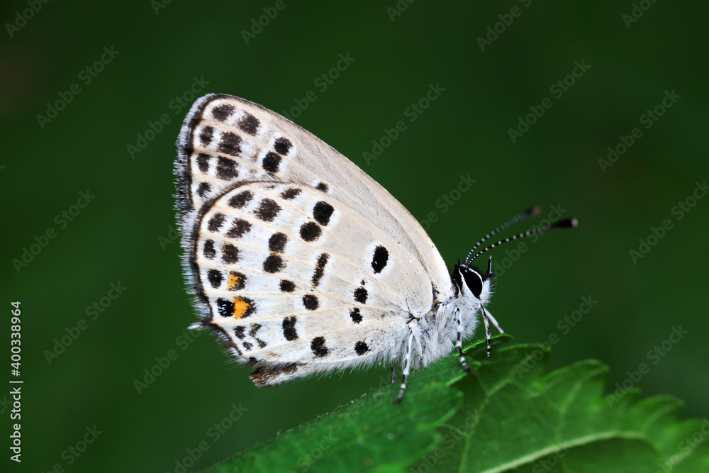 Lepidoptera insect on wild plants, North China Lepidoptera insect on wild plants, North China