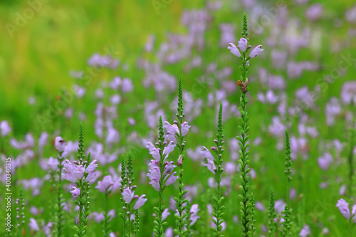 False dragon head flowers in garden, North China