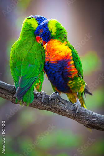 A pair of Rainbow Lorikeets being romantic on a tree branch (Trichoglossus haematodus)