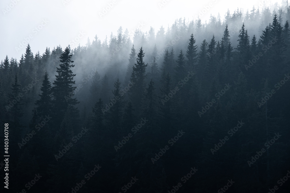 Magical forest with morning sun piercing through fog - dreamy, misty landscape photo