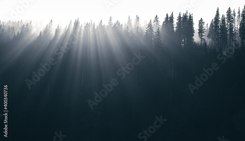 Magical forest with morning sun piercing through fog - dreamy  misty landscape photo