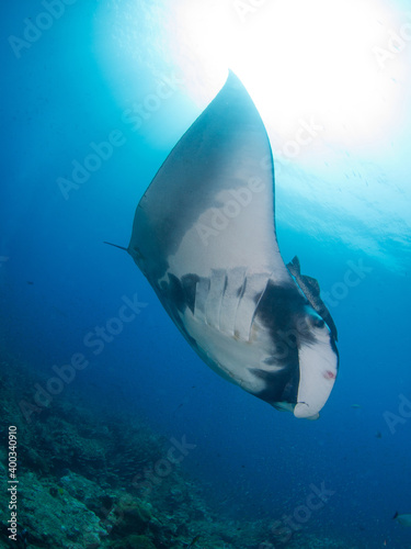 Oceanic manta ray swimming in the blue (Koh Tachai, Similan, Thailand)