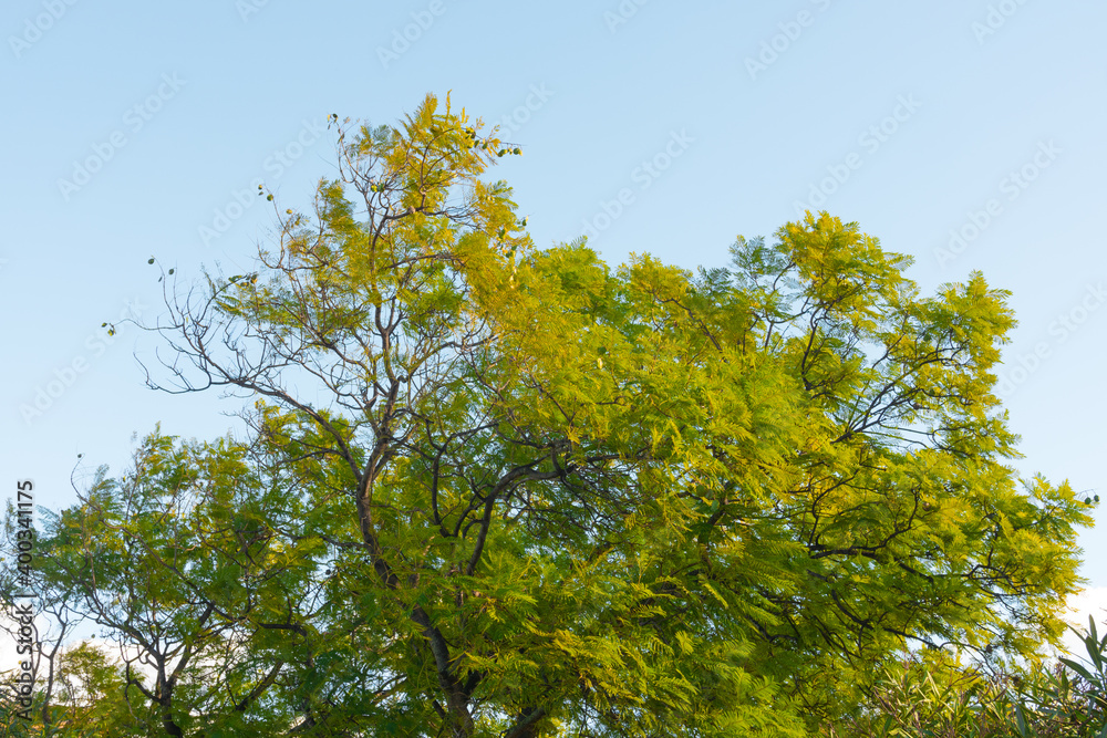 Beautiful tree and sky low angle shot. Colorful and peaceful nature. Spring or summer foliage on a sunny day. Beautiful tree and sky low angle shot. Colorful and peaceful nature. Spring or summer foliage on a sunny day.