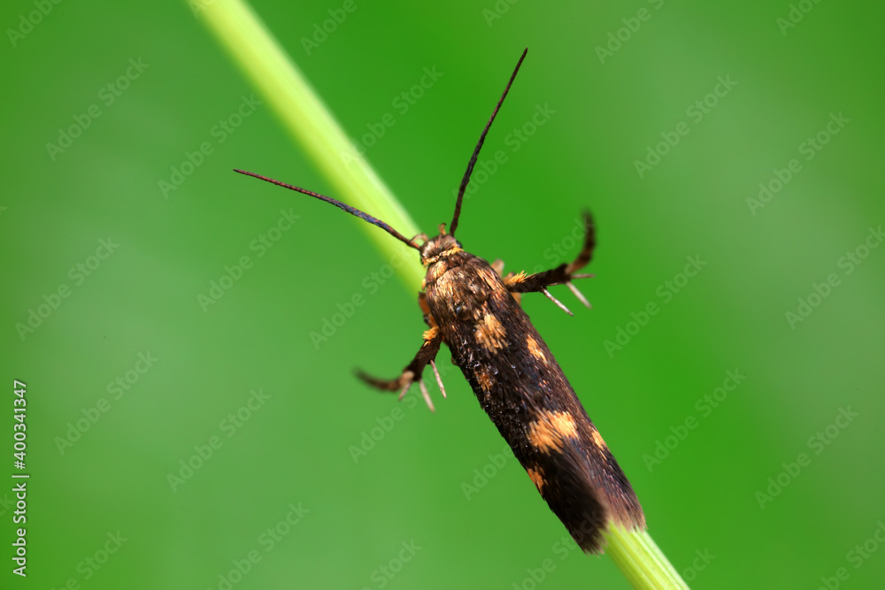 Moths on leaves in nature, North China Plain Moths on leaves in nature, North China Plain