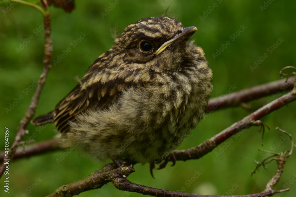 Watchful young bird thrush sits on a branch Watchful young bird thrush sits on a branch