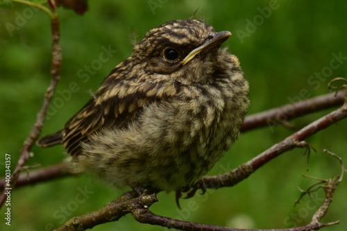 Watchful young bird thrush sits on a branch