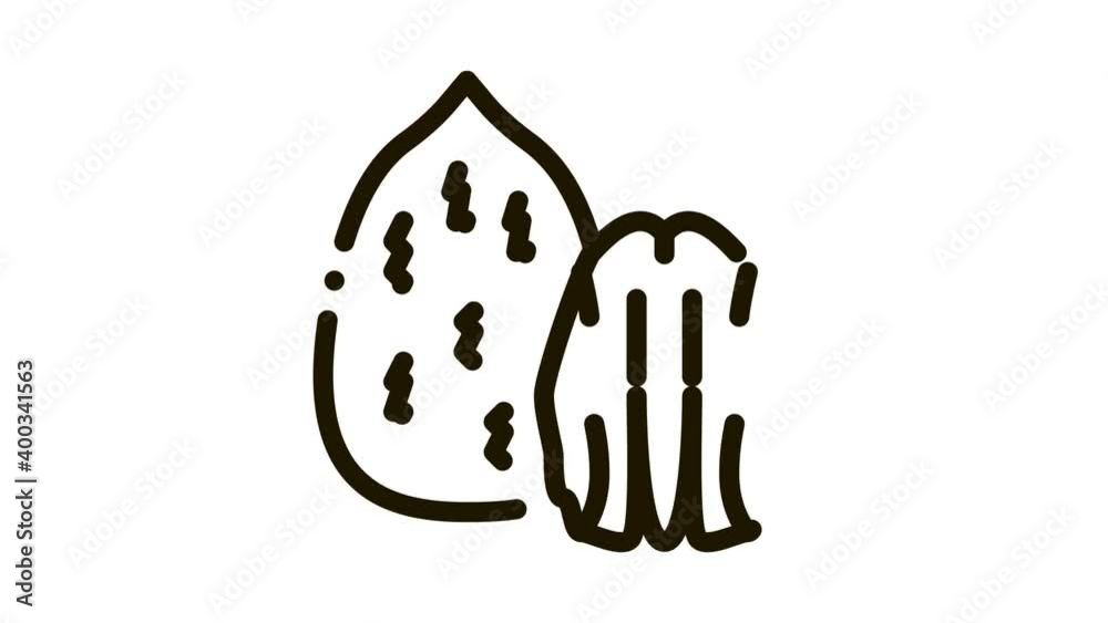 pecan nut Icon Animation. black pecan nut animated icon on white background pecan nut Icon Animation. black pecan nut animated icon on white background