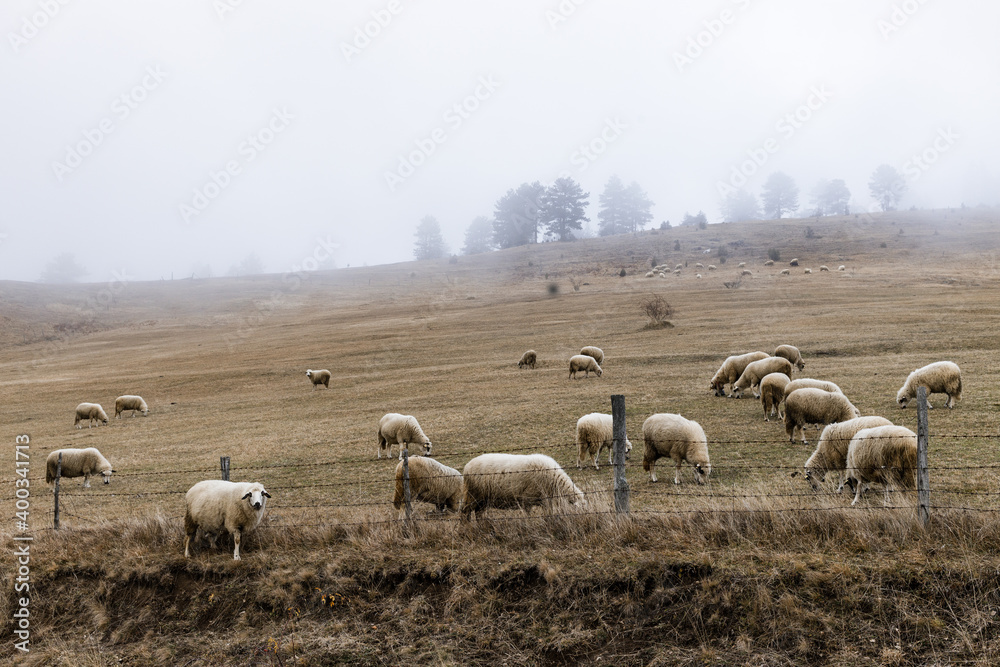 Herd of sheep on the misty field in the mountains 