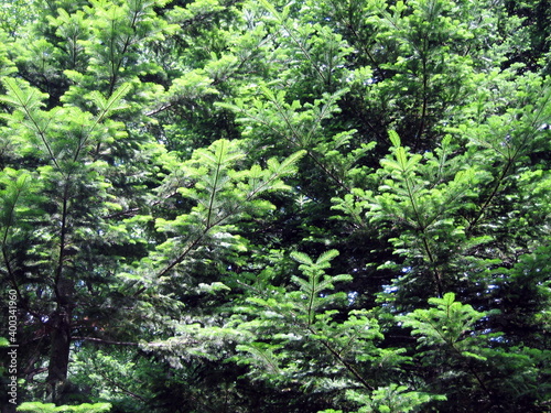 Fototapeta Naklejka Na Ścianę i Meble -  The green firs fluffed their needles. Majestic fir trees in the forest.