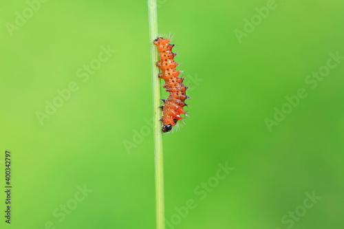 The larvae of the green tailed silkworm moth are on the green leaves photo