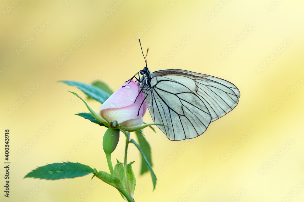 The butterfly Aporia crataegi covered with dew sits on a summer morning on a pink rosehip flower The butterfly Aporia crataegi covered with dew sits on a summer morning on a pink rosehip flower