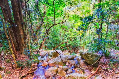 Rainforest Minnam woods down cliff © Taras Vyshnya