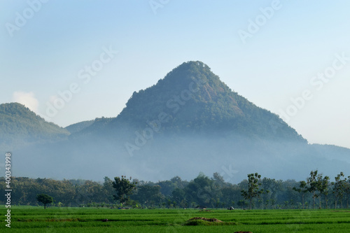 Green rice fields with a mountainous background in the morning in Badegan Village, Ponorogo, East Java, Indonesia photo