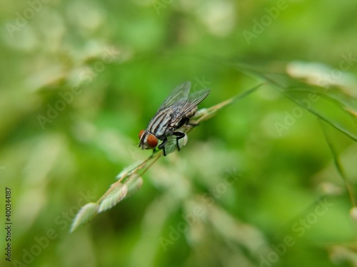 Housefly on grass