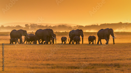 elephants in the sunset photo
