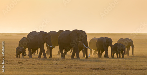 Photography elephants in the sunset
