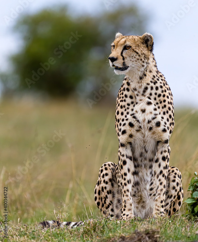 Stampa su tela Portrait of a cheetah