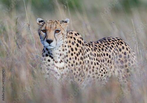 Portrait of a cheetah photo