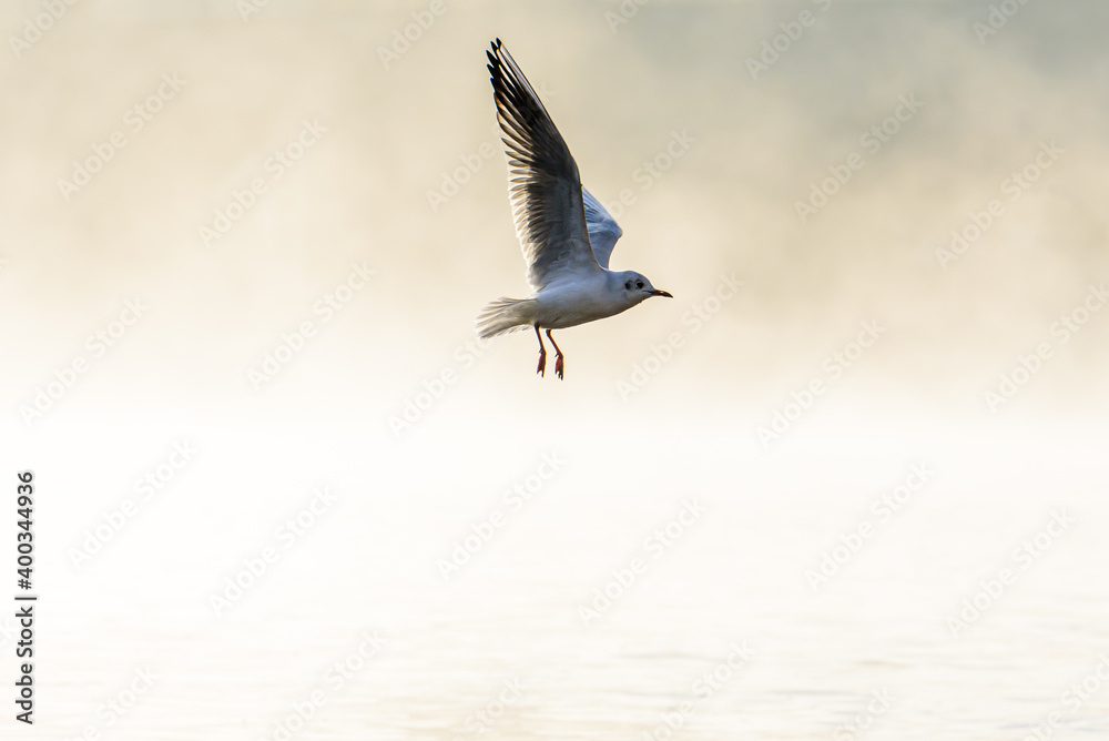 Fototapeta premium Birds flying in front of the Charles Bridge one misty morning in Prague.