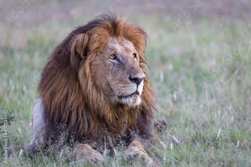 portrait of a lion in the wild