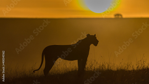 Lions in sunset © Ruzdi