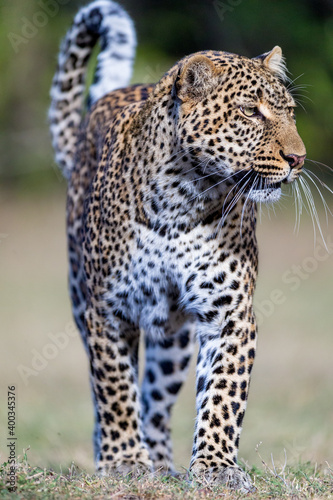 Portrait of a young leopard 