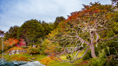 Beautiful and colorful landscape at Ensenada Zaratiegui Bay in Tierra del Fuego National Park, near Ushuaia and Beagle Channel, Patagonia, Argentina, early Autumn. photo