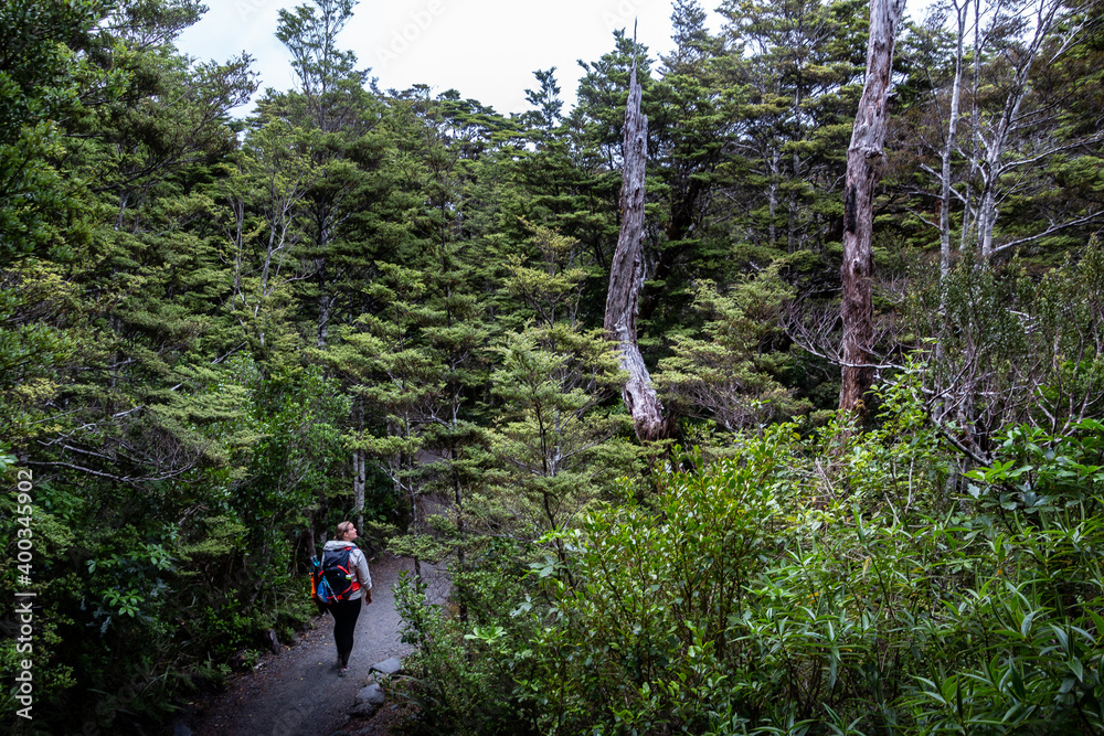 hiker in the tongariro forest