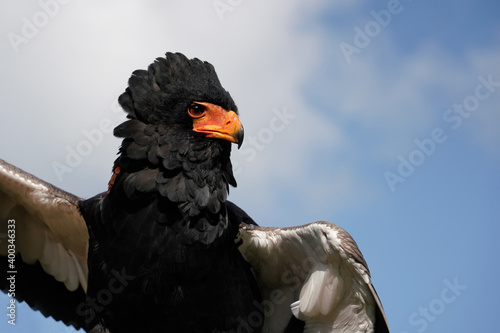 Der afrikanische Adler, genannt Gaukler, spreizt die Flügel vor blauem Himmel, Froschperspektive, Terathopius ecaudatus photo