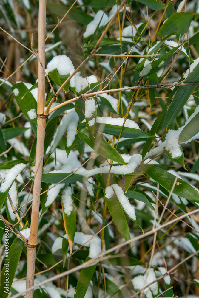 Bamboo Snow & Ice, Hardy Japanese Bamboo Timber Wood In Garden Bamboo Snow & Ice, Hardy Japanese Bamboo Timber Wood In Garden