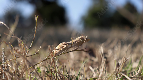 Peanut Shell placed in a grass field